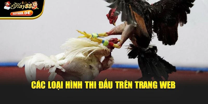 Các loại hình thi đấu trên trang web