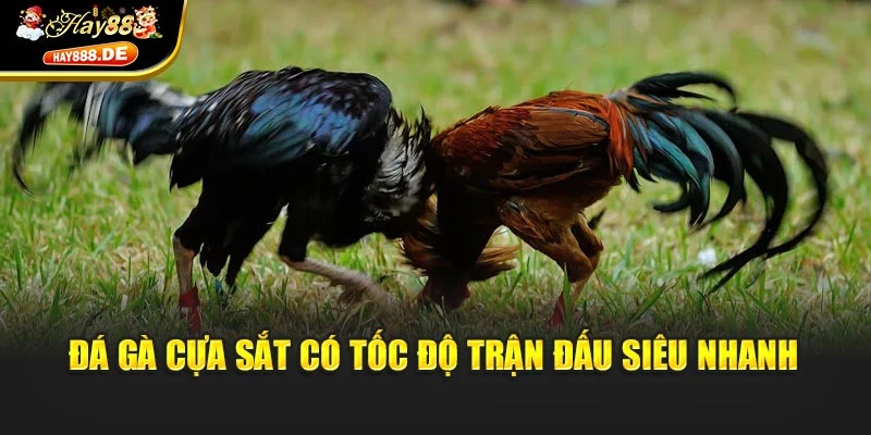 Đá gà cựa sắt có tốc độ trận đấu siêu nhanh