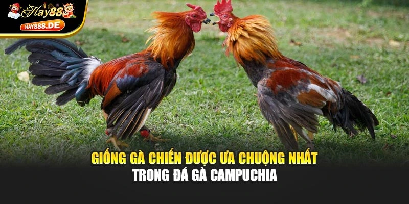 Giống gà chiến được ưa chuộng nhất trong Đá Gà Campuchia