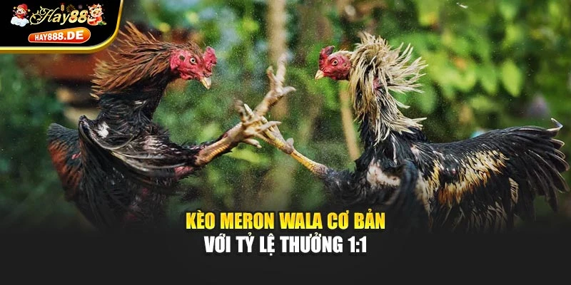 Kèo Meron Wala cơ bản với tỷ lệ thưởng 1:1